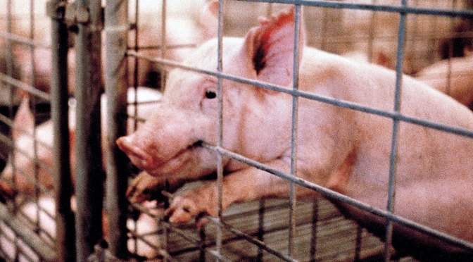 Why am I Vegan?  Part 1: The Animals.