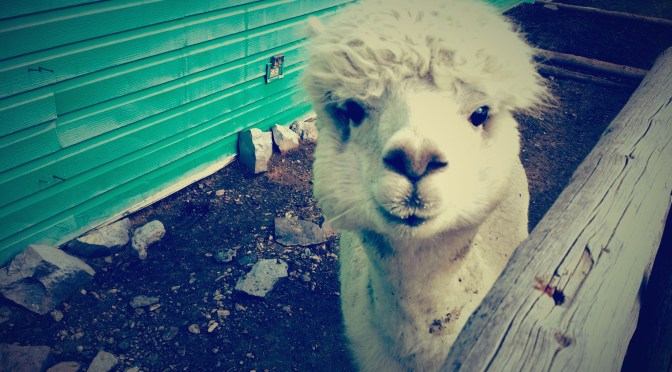 Road Trip Day 3: Utah to Oregon [Donuts, Donkeys and Being Home]