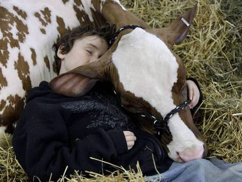 A cow would make a good buddy.