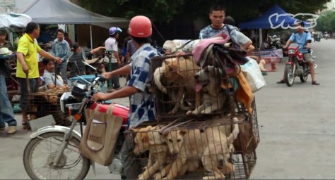 Dogs, often stolen, being transported to slaughter.