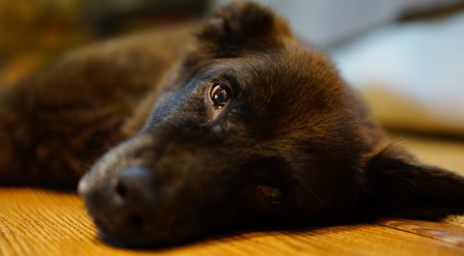 A True Friend, Indeed